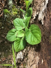 Viola rotundifolia