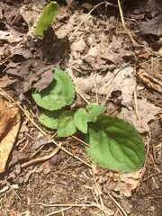 Viola rotundifolia