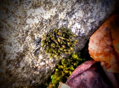 Orthotrichum strangulatum