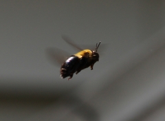 Xylocopa virginica
