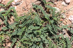 Astragalus plattensis