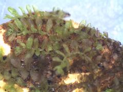 Siphonolejeunea olgae