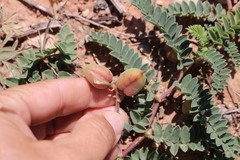 Astragalus plattensis