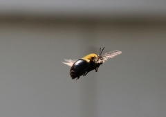 Xylocopa virginica