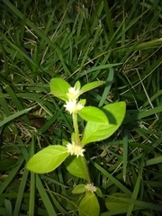 Alternanthera bettzickiana