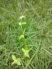 Alternanthera bettzickiana