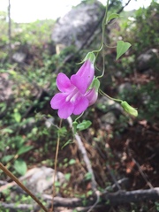 Maurandya scandens