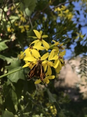 Hylephila fasciolata