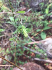 Maurandya scandens