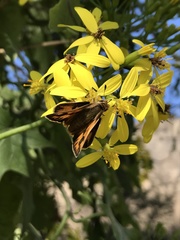 Hylephila fasciolata