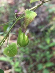 Maurandya scandens