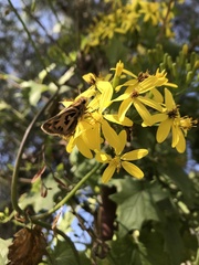 Hylephila fasciolata