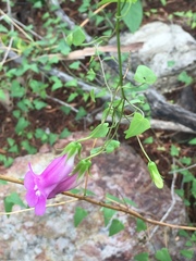 Maurandya scandens