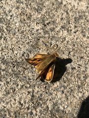 Hylephila fasciolata