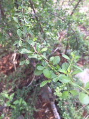 Sideroxylon celastrinum