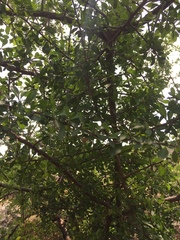 Sideroxylon celastrinum