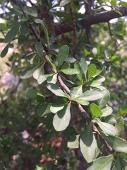 Sideroxylon celastrinum