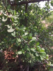 Sideroxylon celastrinum