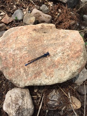Argia extranea