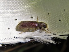 Melalgus plicatus