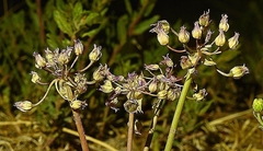 Allium perdulce