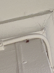 Insecta