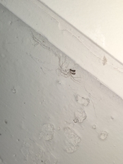Araneae