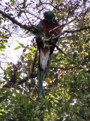 Pharomachrus mocinno costaricensis