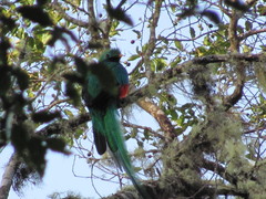 Pharomachrus mocinno costaricensis