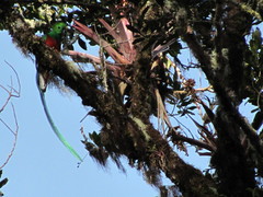 Pharomachrus mocinno costaricensis
