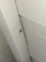 Araneae