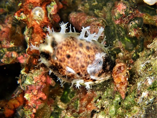 Lynx Cowry