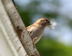 Passer domesticus