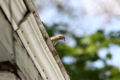 Passer domesticus