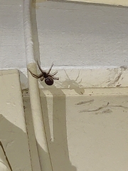 Araneomorphae