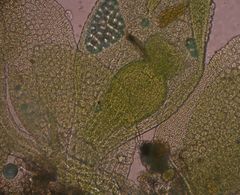 Siphonolejeunea olgae