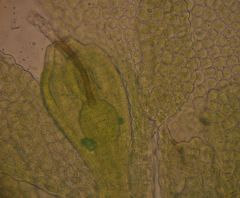 Siphonolejeunea olgae