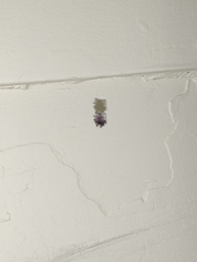 Araneae
