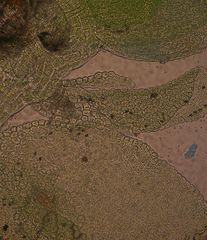 Siphonolejeunea olgae