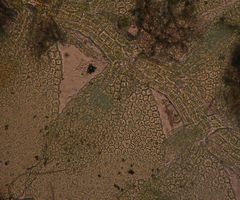 Siphonolejeunea olgae