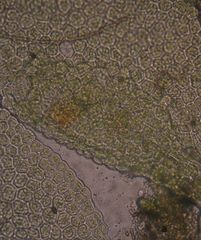 Siphonolejeunea olgae