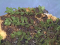 Siphonolejeunea olgae