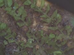 Siphonolejeunea olgae