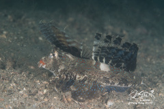 Dactylopus dactylopus