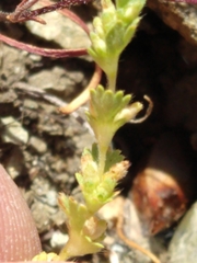 Alchemilla occidentalis