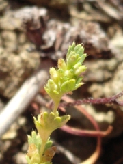 Alchemilla occidentalis