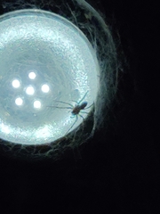 Araneae