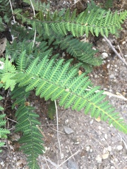 Polystichum speciosissimum