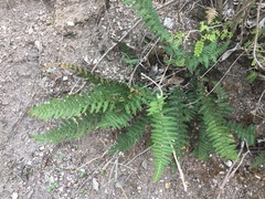 Polystichum speciosissimum