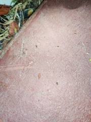 Formicidae